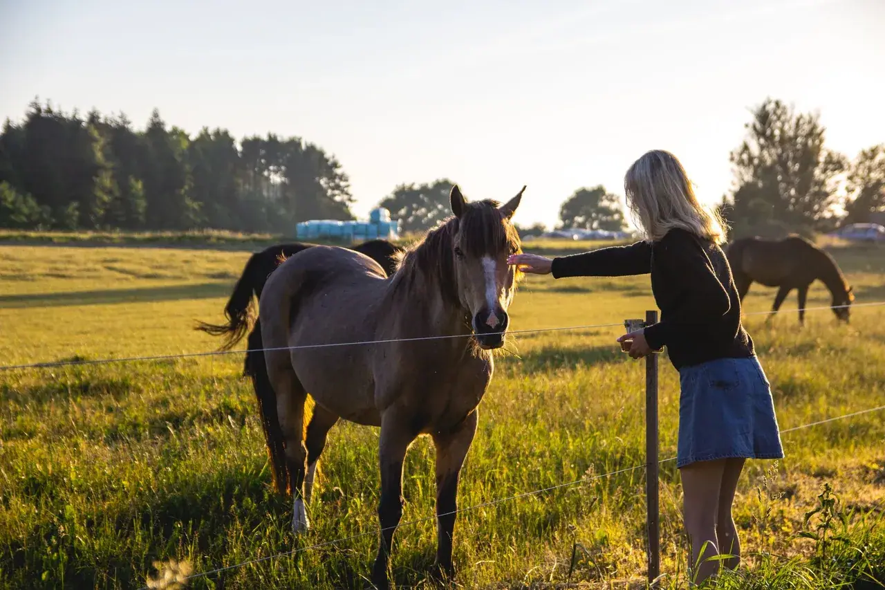 Photo d’illustration : une femme s’approche d’un cheval dans un pré, au soleil couchant.